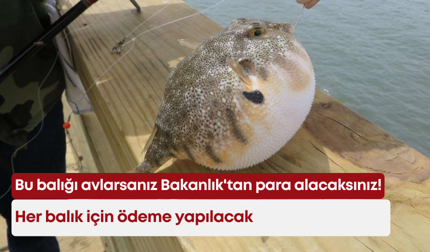 Bu balığı avlarsanız Bakanlık'tan para alacaksınız! Her balık için ödeme yapılacak
