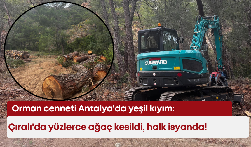 Orman cenneti Antalya'da yeşil kıyım: Çıralı'da yüzlerce ağaç kesildi, halk isyanda!