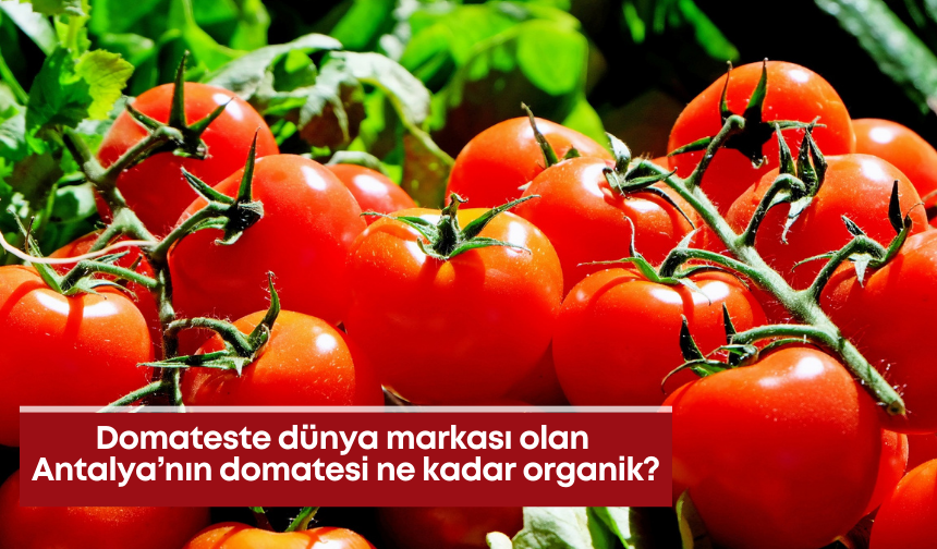 Domateste dünya markası olan Antalya’nın domatesi ne kadar organik?