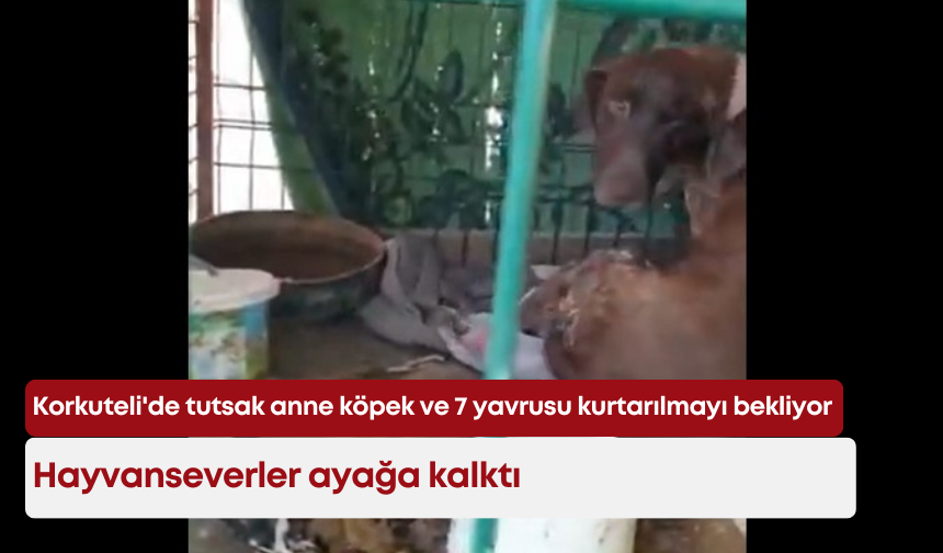 Korkuteli'de  tutsak anne köpek ve 7 yavrusu kurtarılmayı bekliyor: Hayvanseverler ayağa kalktı