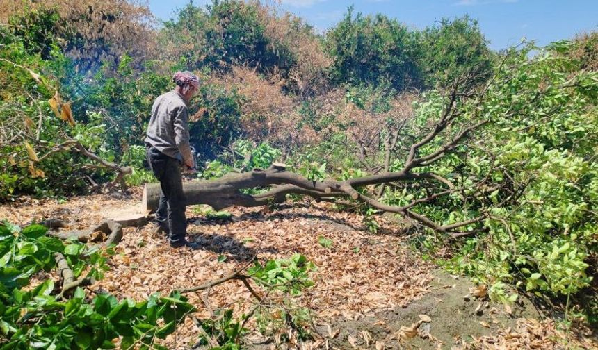 Hatay'da don afeti narenciye ağaçlarını kuruttu: Çiftçi ağaçları kesmeye başladı