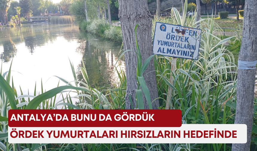 Antalya’da bunu da gördük! Ördek yumurtaları hırsızların hedefinde