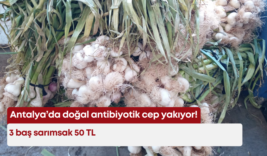 Antalya’da doğal antibiyotik cep yakıyor! 3 baş sarımsak 50 TL