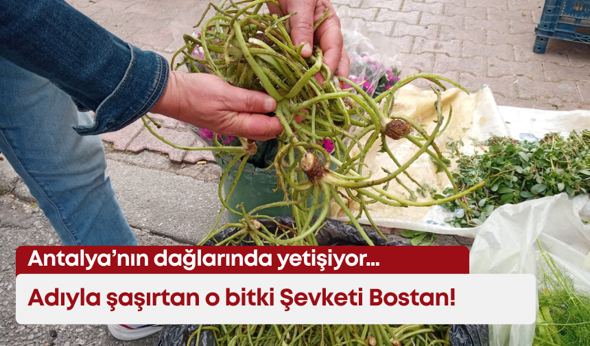 Antalya’nın dağlarında yetişiyor… Adıyla şaşırtan o bitki Şevketi Bostan!