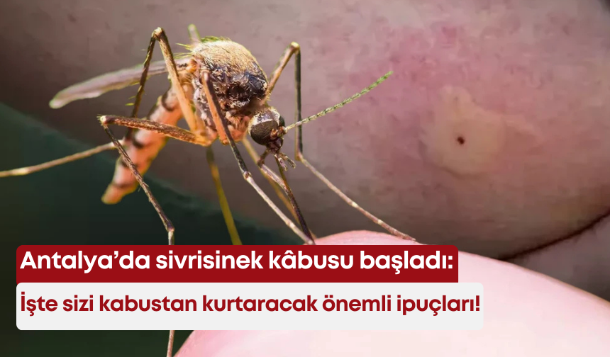 Antalya’da sivrisinek kâbusu başladı: İşte sizi kabustan kurtaracak önemli ipuçları!