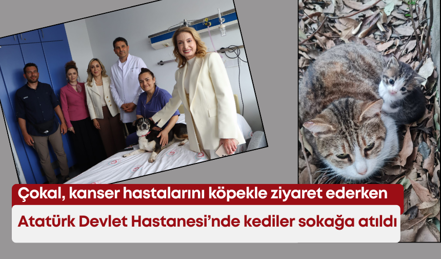Çokal kanser hastalarını köpekle ziyaret ederken,  Atatürk Devlet Hastanesi’nde kediler sokağa atıldı!
