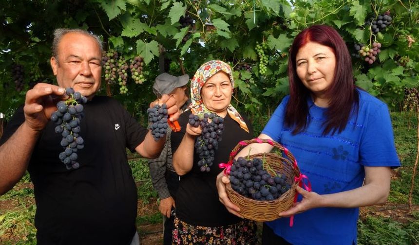 Turfanda siyah üzümün kilosu 250 TL'den tezgaha çıkıyor
