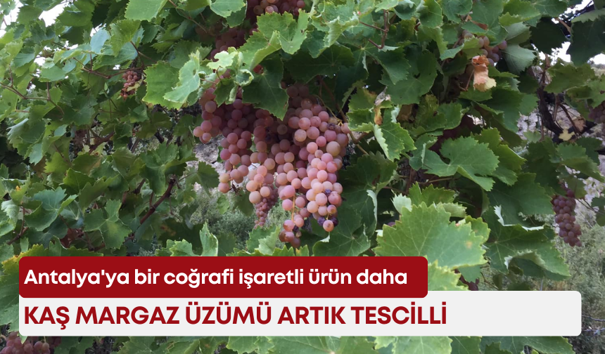 Antalya'ya bir coğrafi işaretli ürün daha: Kaş Margaz Üzümü artık tescilli