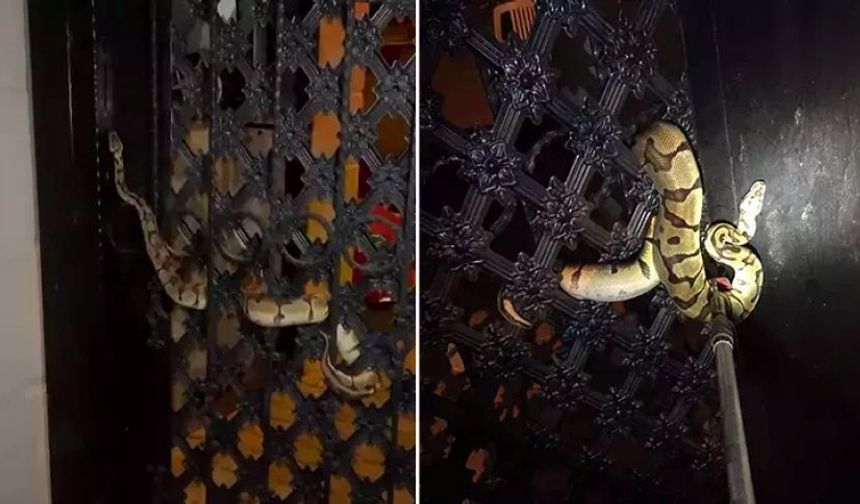 Antalya'da vatandaşları yılan korkusu sardı: Açıkta bırakılan süt...