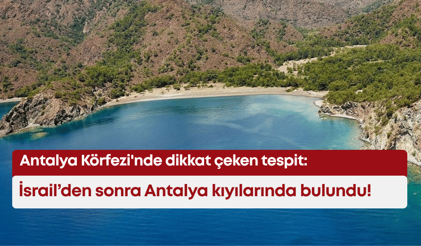 Antalya körfezinde dikkat çeken tespit: İsrail’den sonra Antalya kıyılarında bulundu!