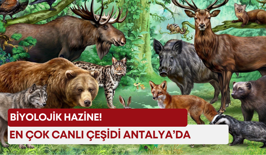 Antalya’nın doğal zenginliği tescillendi! En çok canlı burada yaşıyor