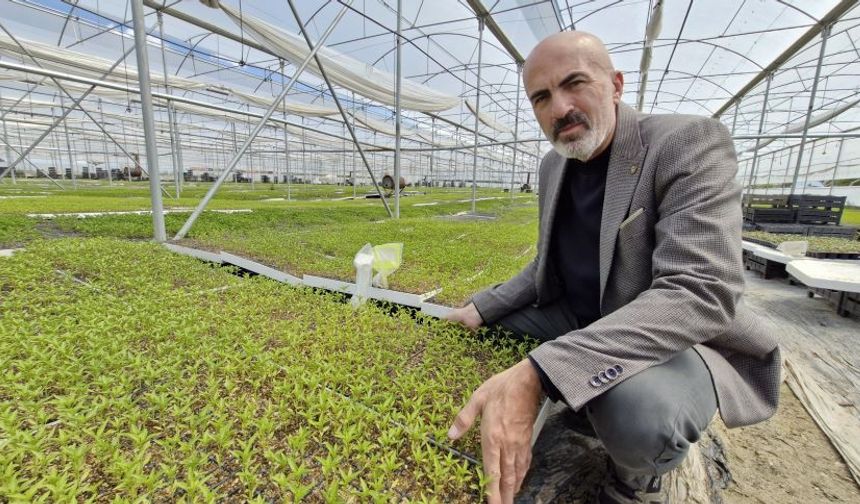 Karaman Ovasında susuzluğa rağmen milyonlarca fide üretti