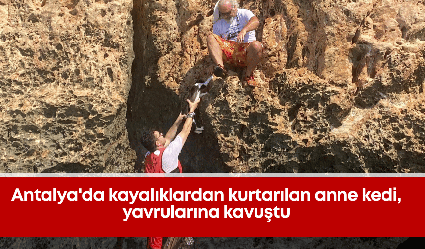 Antalya'da kayalıklardan kurtarılan anne kedi, yavrularına kavuştu