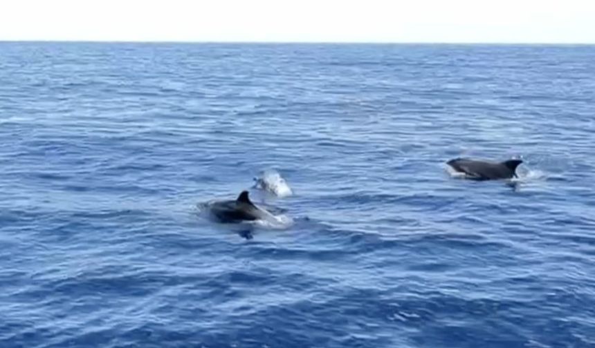 Alanya'da yunuslar tekneye eşlik etti: Turistlerden büyük ilgi