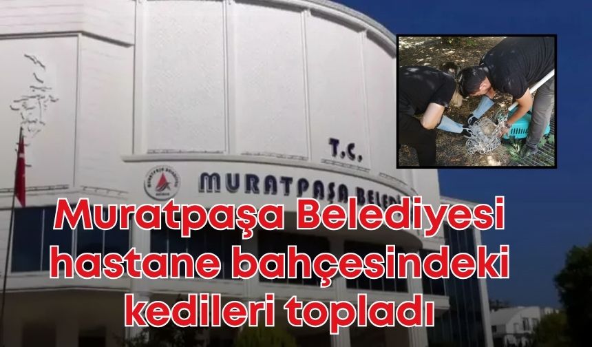 Muratpaşa Belediyesi hastane bahçesindeki kedileri topladı