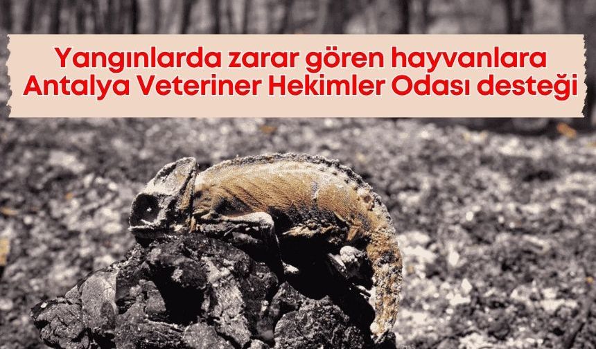 Antalya Veteriner Hekimler Odası'ndan yangınzede hayvanlara ücretsiz tedavi