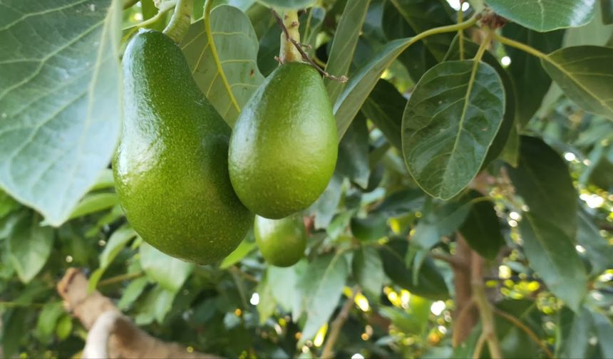 Alanya'da erkenci avokado hasadı başladı: Tanesi 50 TL'ye satılıyor