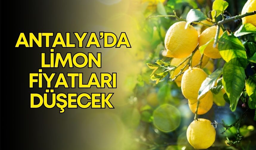 Antalya’da limon fiyatlarını düşürecek hasat Adana’da başladı