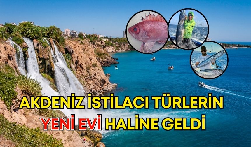 Akdeniz istilacı türlerin yeni evi haline geldi