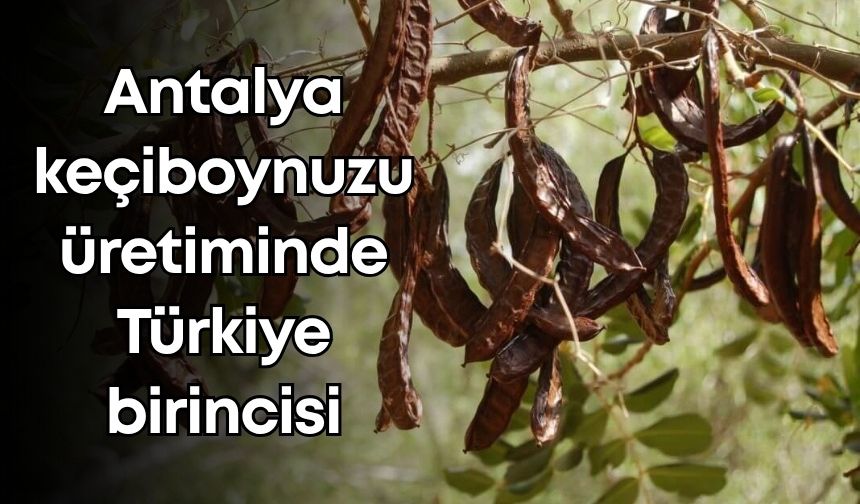 Antalya keçiboynuzu üretiminde Türkiye birincisi