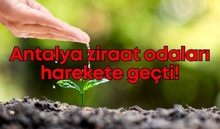 Fide fiyatları çiftçiyi zorluyor: Antalya ziraat odaları harekete geçti!