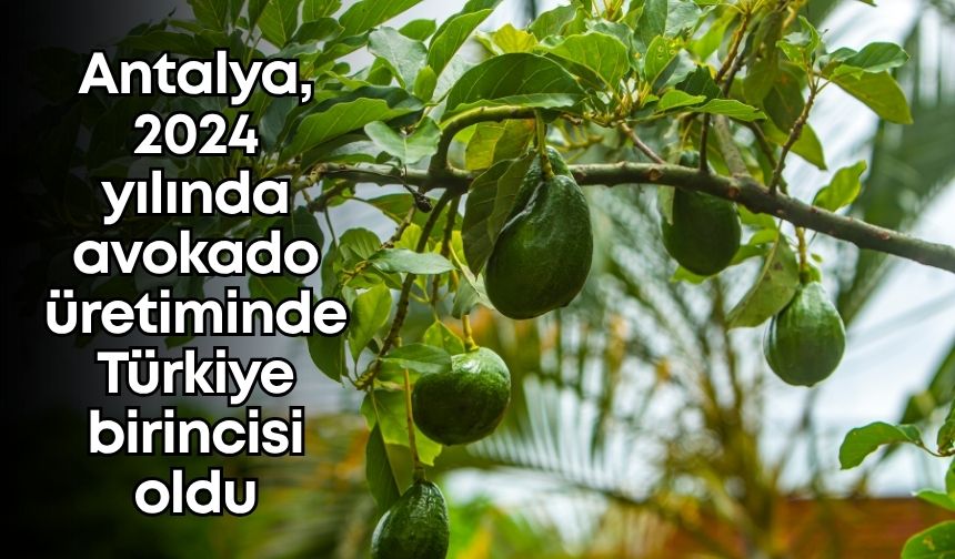 Antalya, 2024 yılında avokado üretiminde Türkiye birincisi oldu