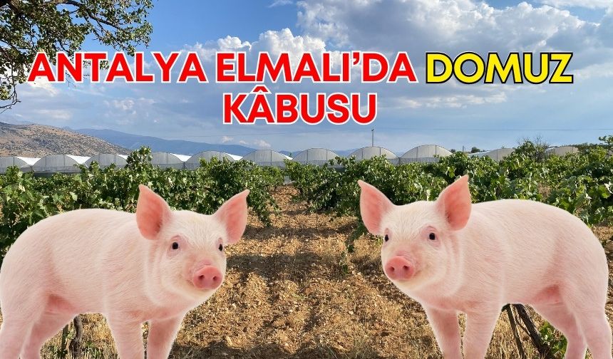 Antalya Elmalı’da domuz kâbusu! Önlemler fayda etmiyor, köylüler çaresiz