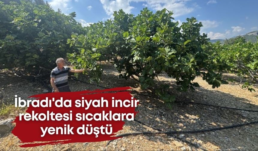 İbradı'da coğrafi işaretli siyah incir, sıcaklara yenik düştü
