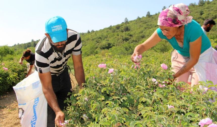 Zirai don Isparta’nın gülünü soldurdu