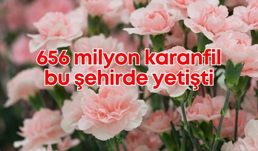 Antalya karanfil üretiminde Türkiye lideri