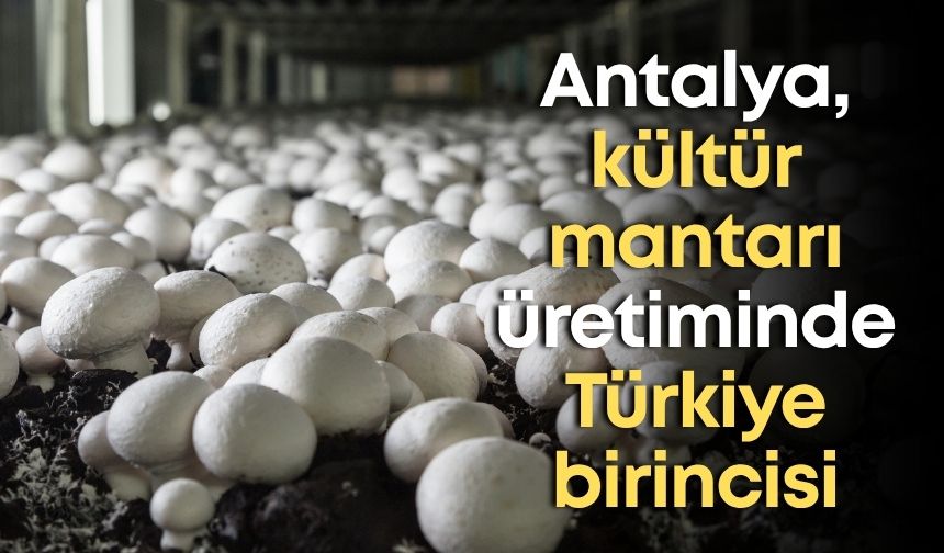 Antalya, kültür mantarı üretiminde Türkiye birincisi