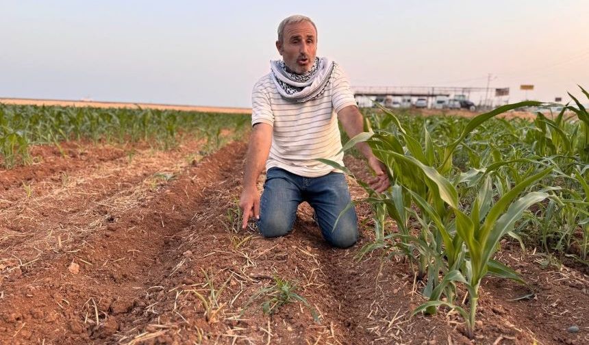 Şanlıurfa’da çiftçinin 200 dönüm tarlaya ektiği mısır yeşermedi