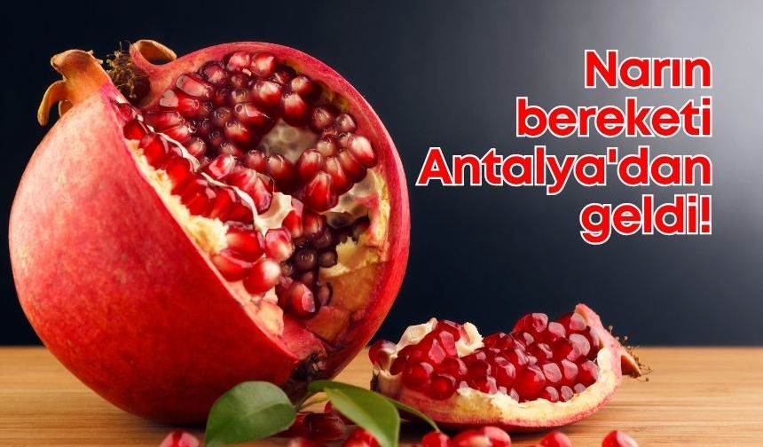 Antalya, 2024 nar üretiminde Türkiye birincisi oldu!