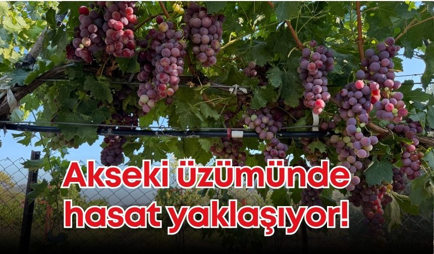 Akseki üzümünde hasat yaklaşıyor!
