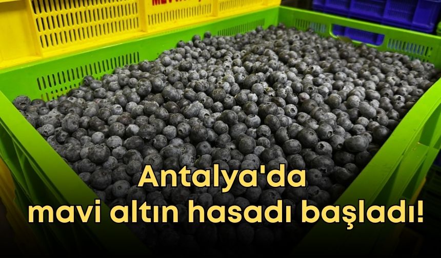 Antalya'da mavi altın hasadı başladı!