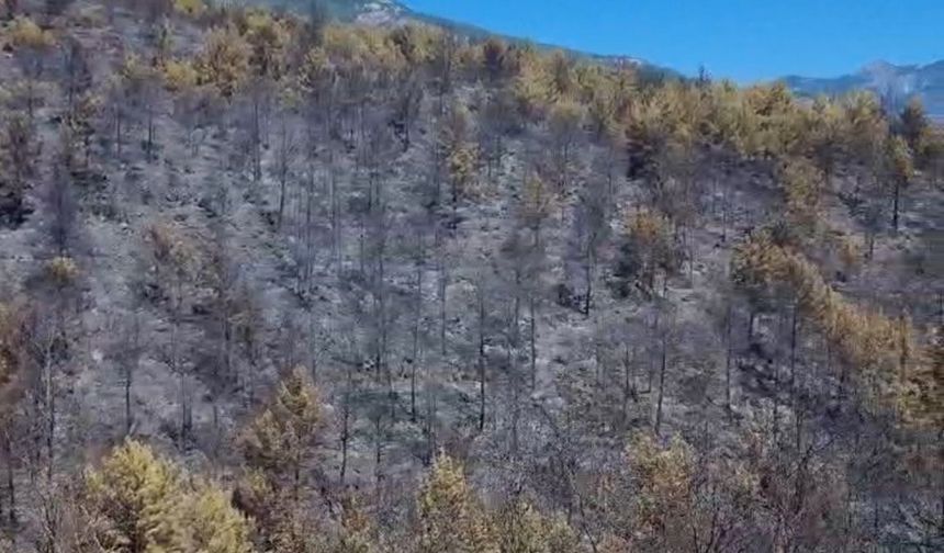 Alanya'nın 5 mahallesinde yangın! 4'üncü gününde kontrol altına alındı