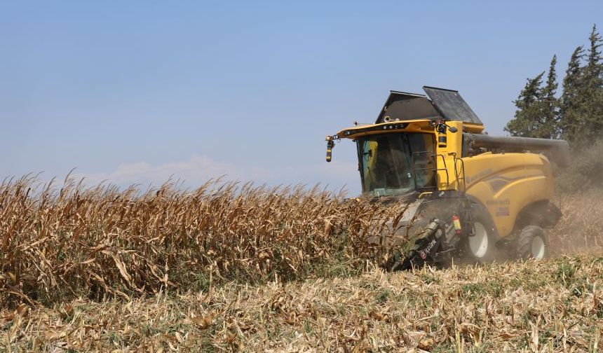 Mısır ithalatı yapılacak mı? TMO açıkladı