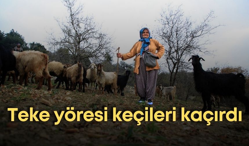 Teke yöresi keçileri kaçırdı