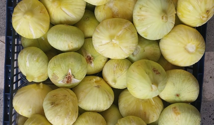 Mersin'de incir üreticisinin yüzü gülüyor