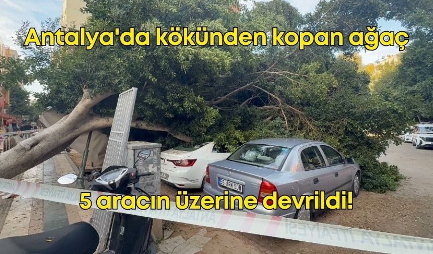 Antalya'da faciadan dönüldü: Kökünden kopan ağaç 5 aracın üzerine devrildi!