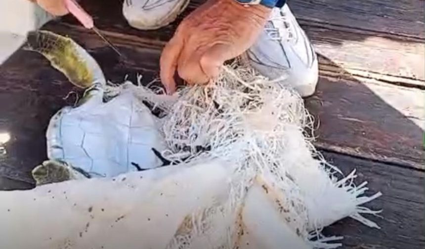 Marmaris'te denizden kurtarılan yavru kaplumbağa çöp tehlikesini gündeme taşıdı!