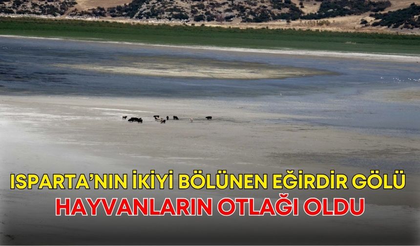 Isparta’nın ikiyi bölünen Eğirdir Gölü hayvanların otlağı oldu