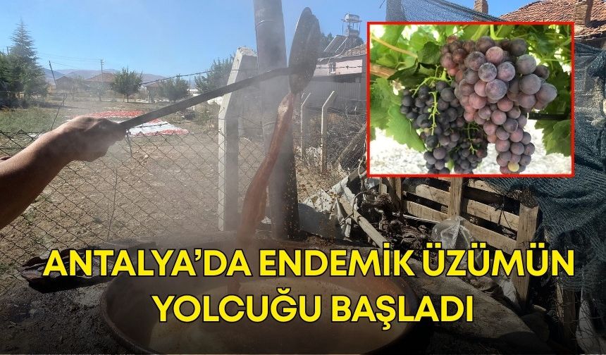 Antalya’da endemik üzümün yolcuğu başladı! Pekmez fiyatları ne kadar?