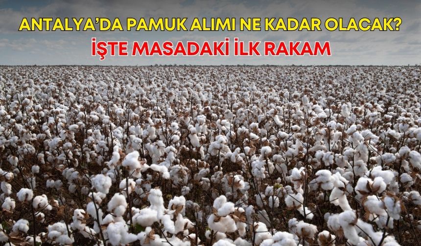 Antalya’da pamuk alımı ne kadar olacak? İşte masadaki ilk rakam