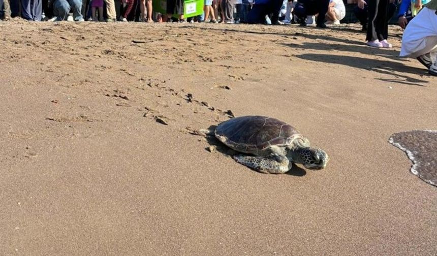 Muğla’da tedavileri tamamlanan deniz kaplumbağaları denizle buluştu