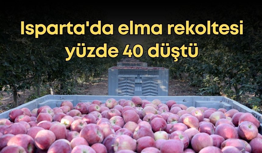 Isparta'da elma rekoltesi yüzde 40 düştü, üretici kara kara düşünüyor