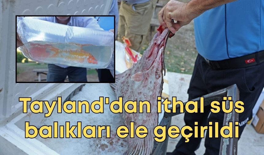 Antalya'da otogarında operasyon! Tayland'dan ithal süs balıkları ele geçirildi
