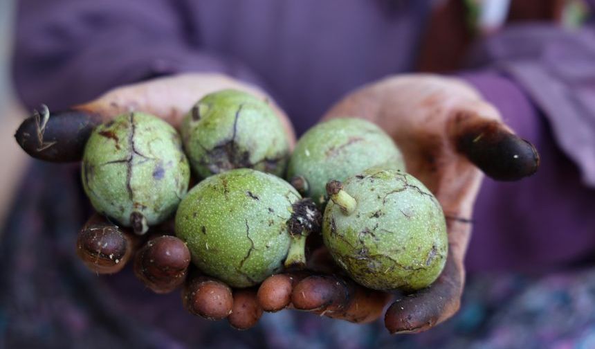 Bu yıl ceviz fiyatlarında durum ne?