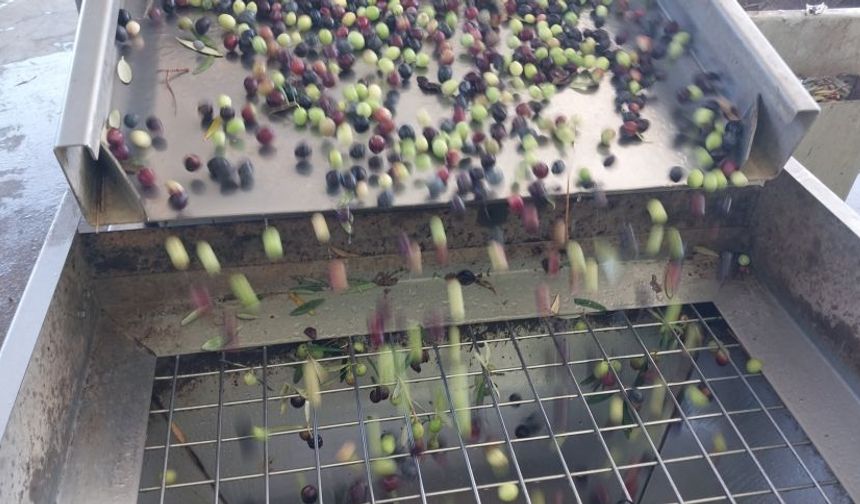 Mersin'de zeytin hasadı başladı, kilosu 60 lira