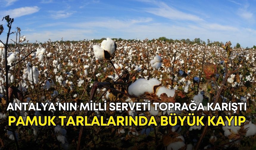 Antalya’nın milli serveti toprağa karıştı! Pamuk tarlalarında büyük kayıp